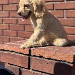 Boy 1 - Buff male Cockapoo puppy in Chatom, Alabama from Troy  & Robin Bailey