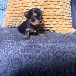 B - Black and tan male Yorkshire Terrier puppy in Boone, North Carolina from Coffeycup Yorkies