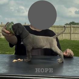 Hope - Blue female Great Dane puppy in Edwardsville, Illinois from Giants and Munchkins