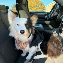 Galahad - Pembroke Welsh Corgi