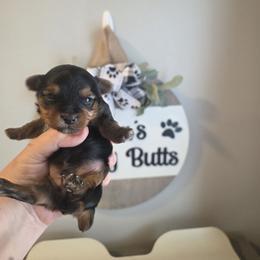 Carter - Black and gold male Yorkshire Terrier puppy in Clermont, Florida from Bella's Prissy Butts