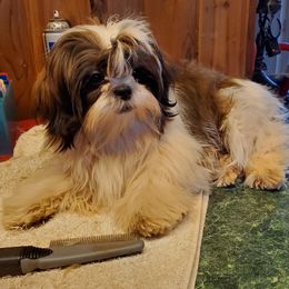 Branson - Shih Tzu