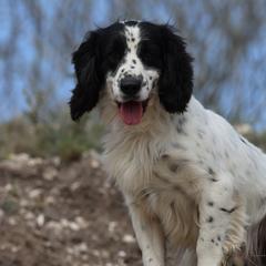 English Cocker Spaniels from Hawkeye Kennels