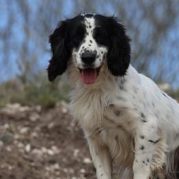 English Cocker Spaniels from Hawkeye Kennels