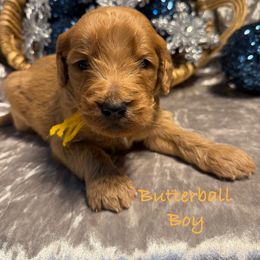 Butterball - Red  male Goldendoodle puppy in Rockville, Minnesota from Bracha Poodles & Doodles