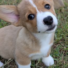 Junebug - Red female Pembroke Welsh Corgi puppy in Berkeley Springs, West Virginia from Hummingbird Farm