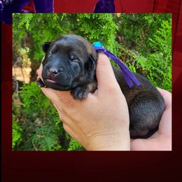 Gamora - Red sable female Belgian Malinois puppy in Chino, California from BlueStone K9