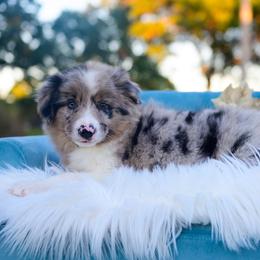 Wilder - Blue merle male Border Collie puppy in Conway, Missouri from 2J 2K Border Collies | Maremma Sheepdogs