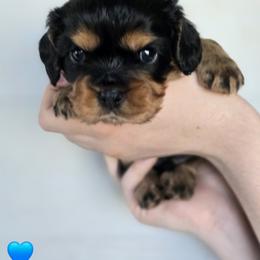 Buzz - Black and tan male Cavalier King Charles Spaniel puppy in Rochelle, Illinois from Alexandra's Royal Cavaliers
