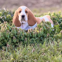 Red boy - Red and white male Basset Hound puppy in Conway, Missouri from Ozark Mountain Kennel
