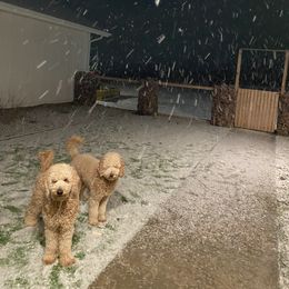 Goldendoodle Puppies from Heavenly Hilltop Farm