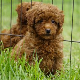 Rusty - Red  male Goldendoodle puppy in Augusta, West Virginia from Creation Goldedoodles