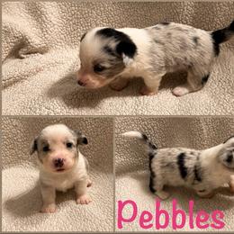 Pebbles - Blue merle and white female Cardigan Welsh Corgi puppy in Box Elder, South Dakota from BELieve Cardigan Welsh Corgis