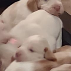 Spinone Italiano Puppies from Maple Hollow Spinone
