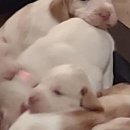 Spinone Italiano Puppies from Maple Hollow Spinone