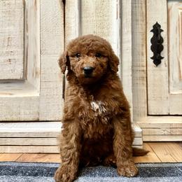 Male 2 - Apricot male Goldendoodle puppy in Brooksville, Florida from Kruger Doodles