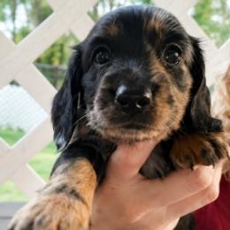 Winston - Black and tan male Dachshund puppy in Aiken, South Carolina from Ming's Mongols