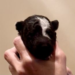 Girl 2 - Black merle female Mudi puppy in Raeford, North Carolina from Wodan Kennels