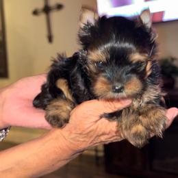 Blossom - Black and tan female Yorkshire Terrier puppy in Bakersfield, California from Debbie’s Little Yorkies