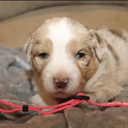 Sweetie - Red merle female Miniature Australian Shepherd puppy in Kissee Mills, Missouri from Clinkenbeard Kennel