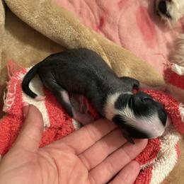 Smooch - Black and white female Chinese Crested puppy in Fort Myers Beach, Florida from Posh Poodles & Chinese Cresteds