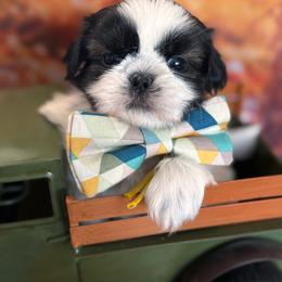 Tanner - Tricolor male Shih Tzu puppy in Claremont, California from Lovable Shih Tzus
