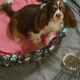 Truffles - Cavalier King Charles Spaniel