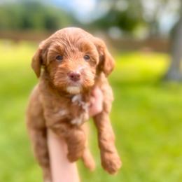 Cypress - Red  male Goldendoodle puppy in Sulphur, Louisiana from Curly Q’s Of Carlyss