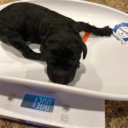 Geneva - Silver female Poodle puppy in Mobile, Alabama from Semmy’s Standard Poodle LLC