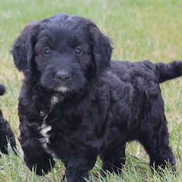 Cavapoos, Poodles, and Springerdoodles from Sugarland Puppies