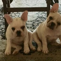 French Bulldog Puppies from Du Bone Frenchies & Pet Services
