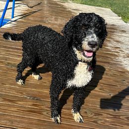 Helen - Portuguese Water Dog