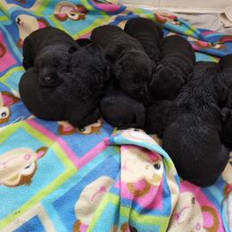 Labrador Retriever Puppies from Urban Oak Labradors LLC