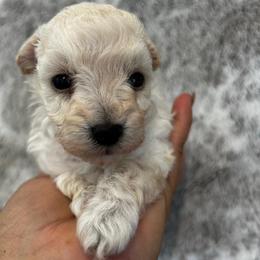 DUKE - Cream male Poodle puppy in Sebring, Florida from Amarilys ShihTzus & Poodles