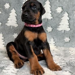 Pink Collar - Black and rust female Doberman Pinscher puppy in West Farmington, Ohio from JM Dobermans