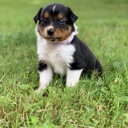 Border Collie and English Shepherd Puppies from Kefi Collie Co
