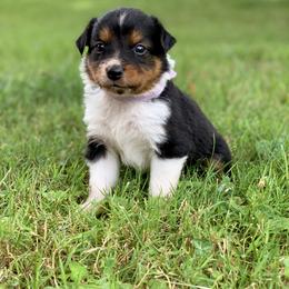 Border Collie and English Shepherd Puppies from Kefi Collie Co