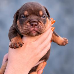 Snickers - Chocolate tri-color male Bulldog puppy in Seattle, Washington from mama Myra bulldogs