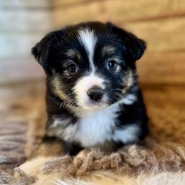 Chloe - Black tri female Miniature American Shepherd puppy in Ash Grove, Missouri from 3 Barrels Farms, LLC