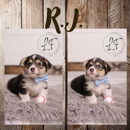 Pembroke Welsh Corgi Puppies from Laird Farms