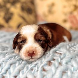 Red Collar - Lady Daphne - Chocolate female Australian Labradoodle puppy in Decatur, Alabama from Southern Meadows Doodles