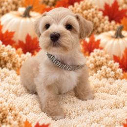 Girl 5 - Wheaten female Miniature Schnauzer puppy in San Augustine, Texas from My Little Schnauzer Pals