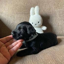 Light Blue Collared Boy - Black male Miniature Schnauzer puppy in San Diego, California from KMS-Miniature Schnauzers