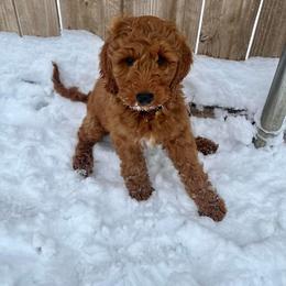 Double Doodle, Goldendoodle, and Labradoodle Puppies from Godley Doodles Of Texas