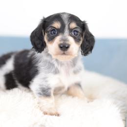 Ryken -- FULL AKC cream - Piebald male Dachshund puppy in Neosho, Missouri from A Walk In The Park