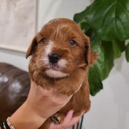 Mylo - Apricot male Cavapoo puppy in Atmore, Alabama from Gulf Coast Puppies