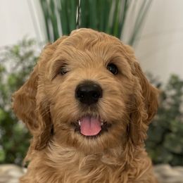 Bernedoodle and Goldendoodle Puppies from Draper Doodles