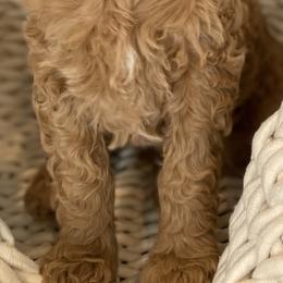 Bernedoodle and Goldendoodle Puppies from Draper Doodles