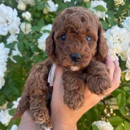 Berry - Red male Assorted Doodle Crosses puppy in Yuba City, California from Lucky Day Doodles