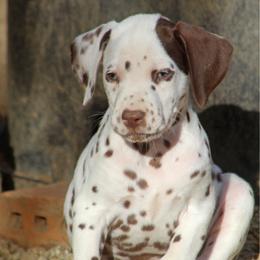 Male 3 - White and liver brown male Dalmatian puppy in Lake Mathews, California from Bully Market